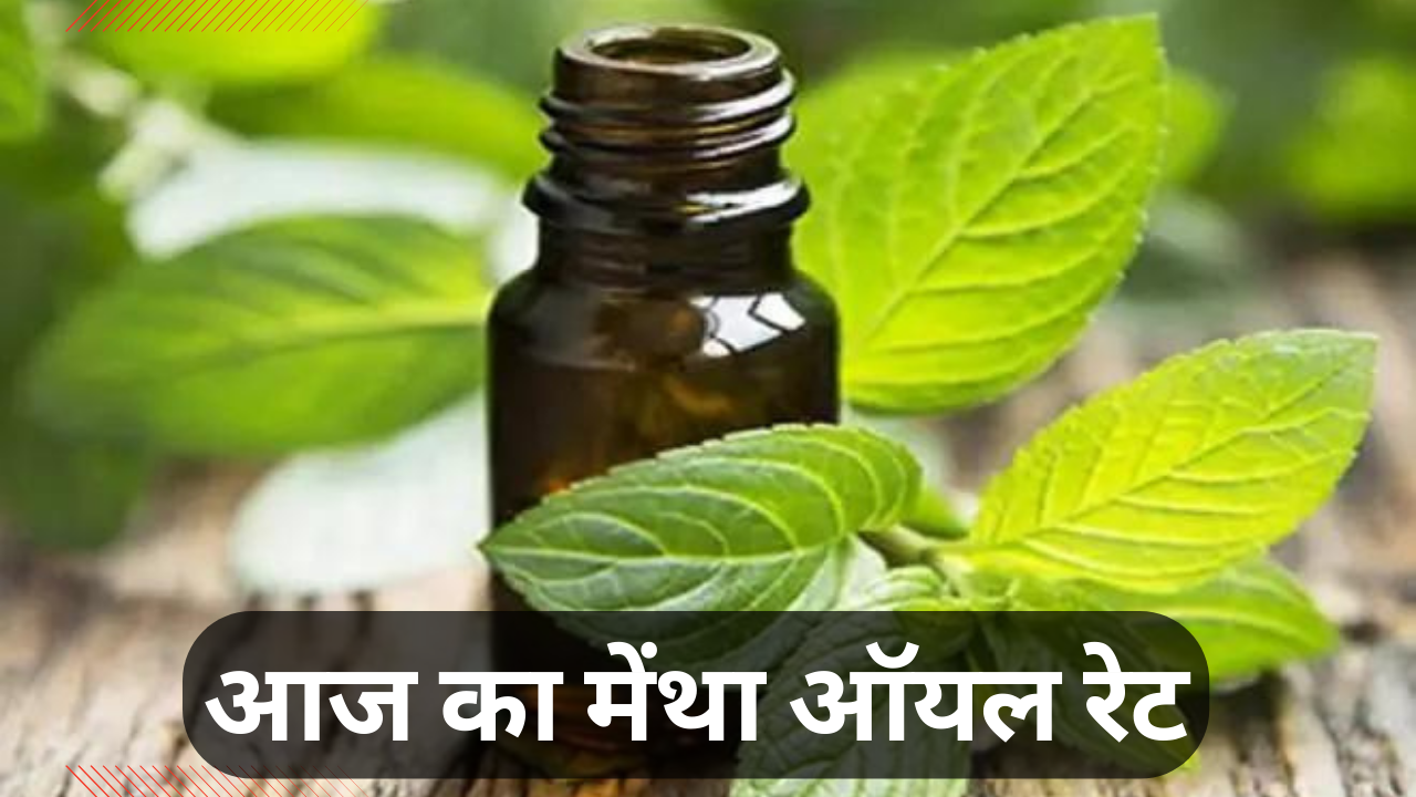 Mentha Oil Rate